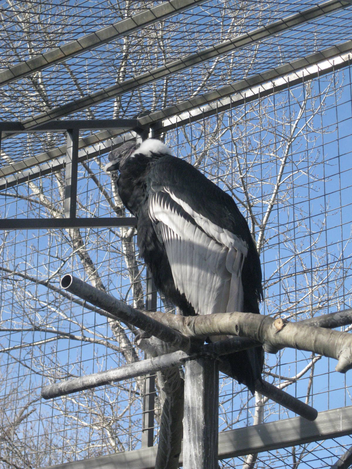 Andean Condor