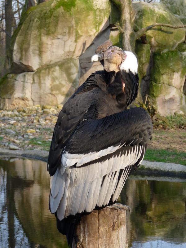 Andean condor
