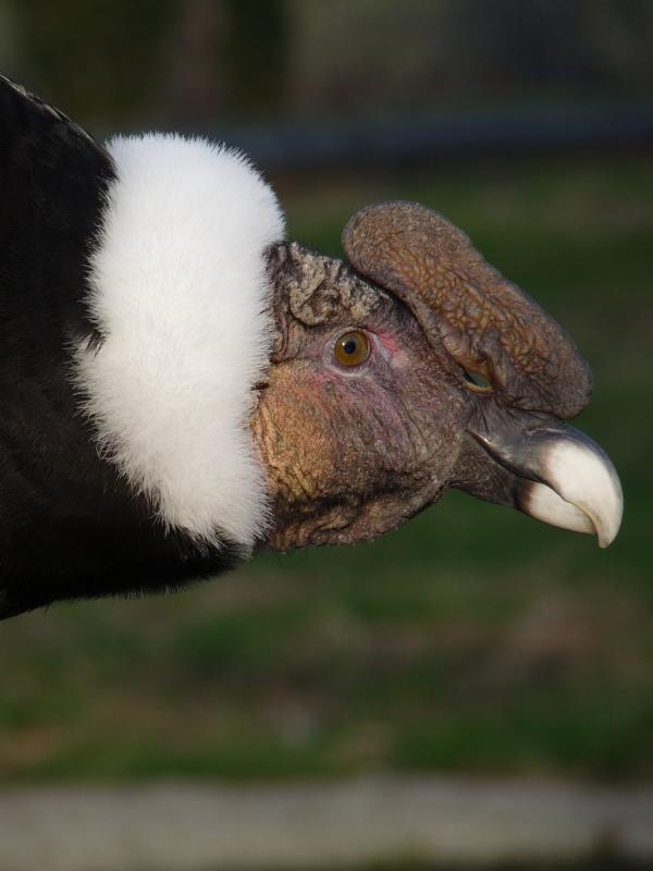 Andean condor