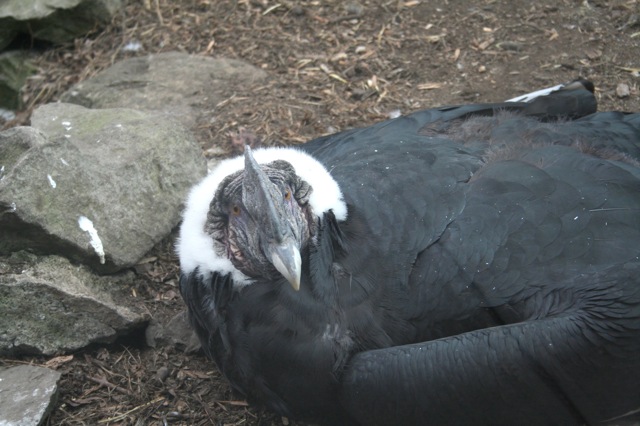 Andean Condor