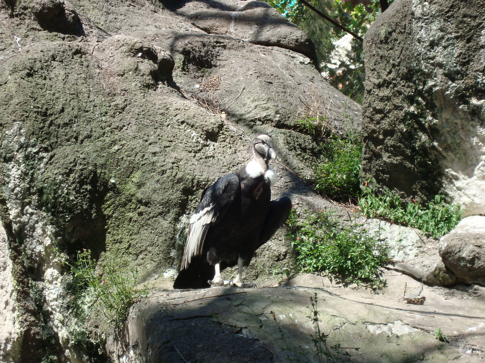 Andean Condor