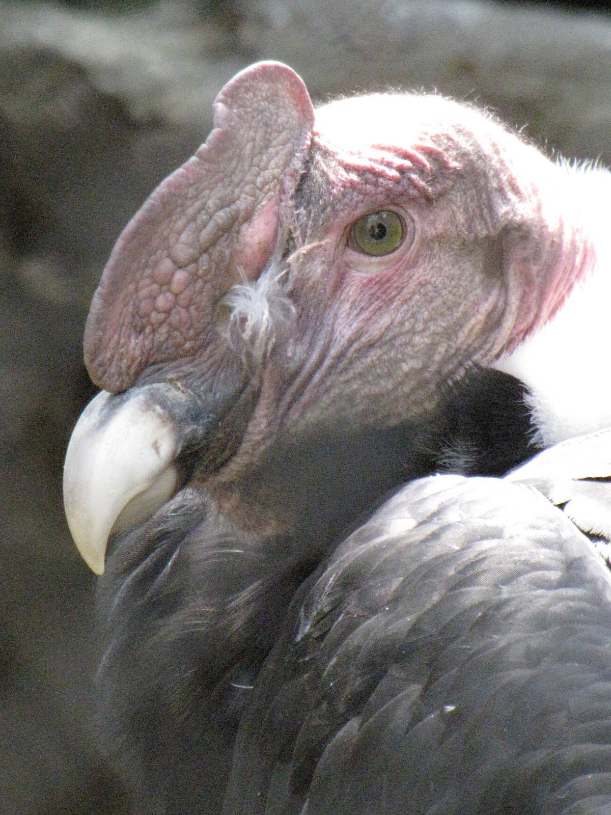 Andean Condor