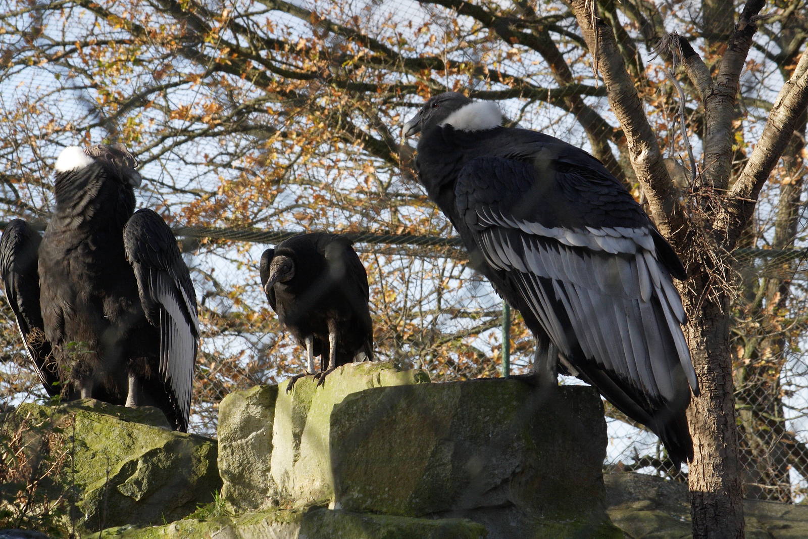 Andean condors and American black vulture