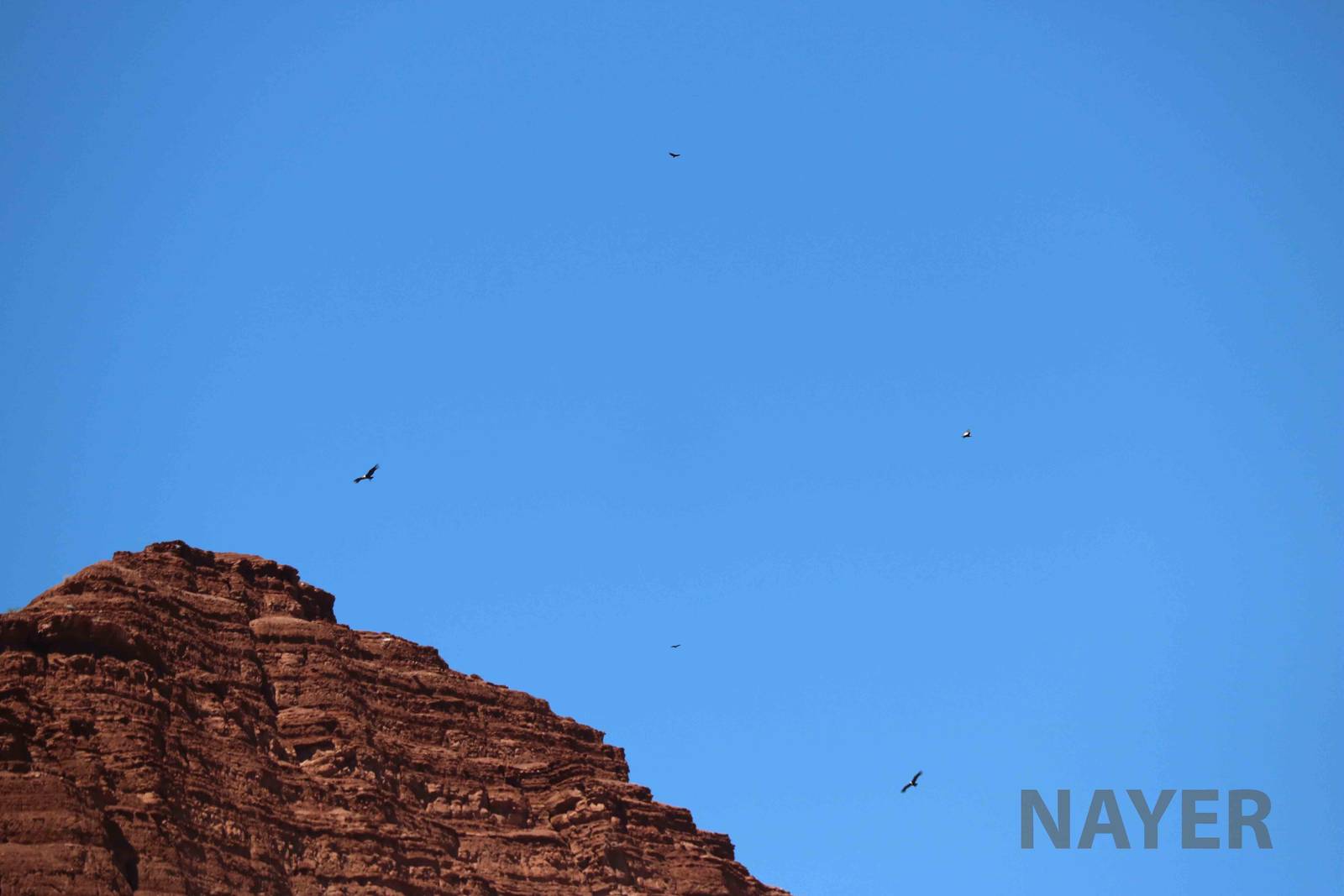 Andean condors, April 2016