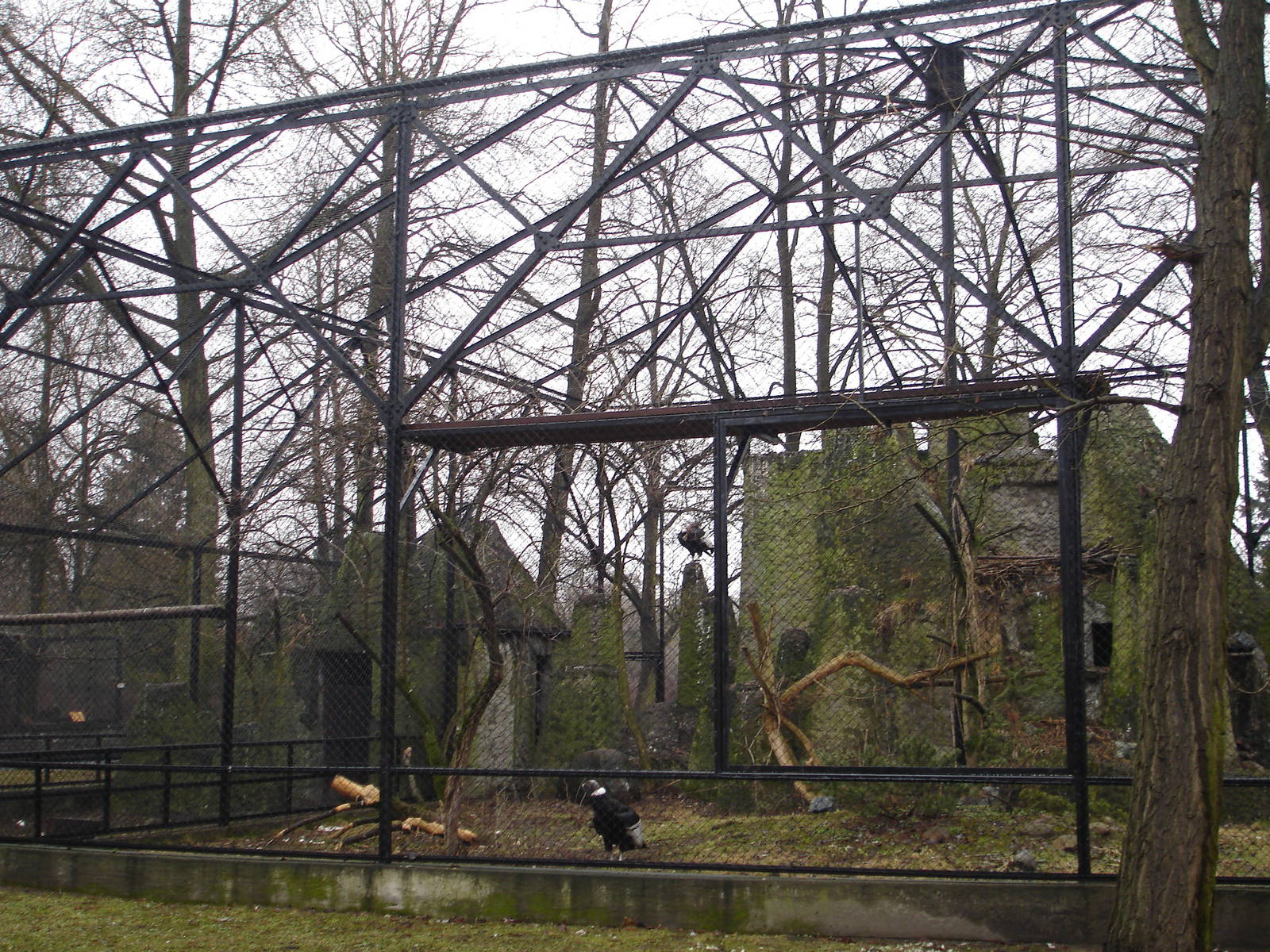 Andean Condors aviary