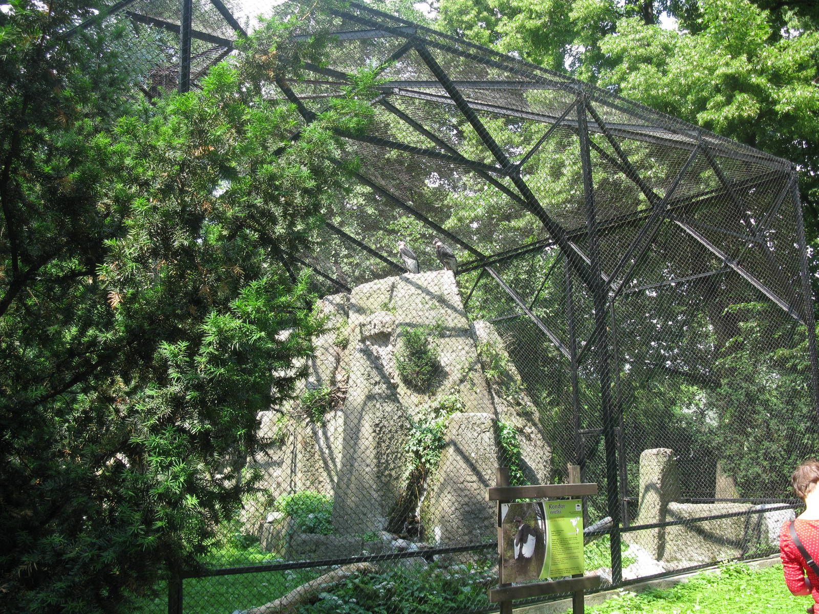 Andean Condor's aviary
