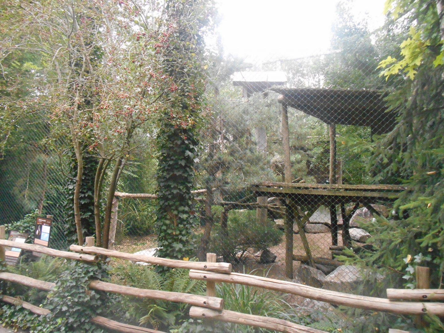 Andean Condors Aviary