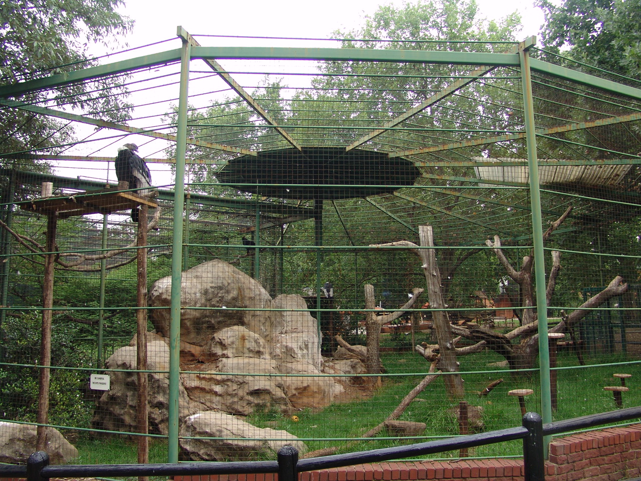 Andean Condors' (Vultur gryphus) exhibit