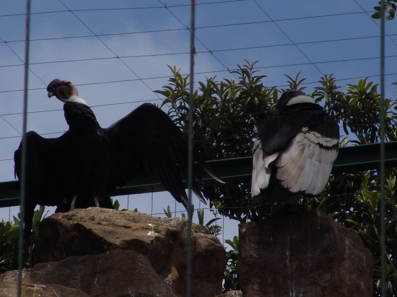 Andean Condors (Vultur gryphus)