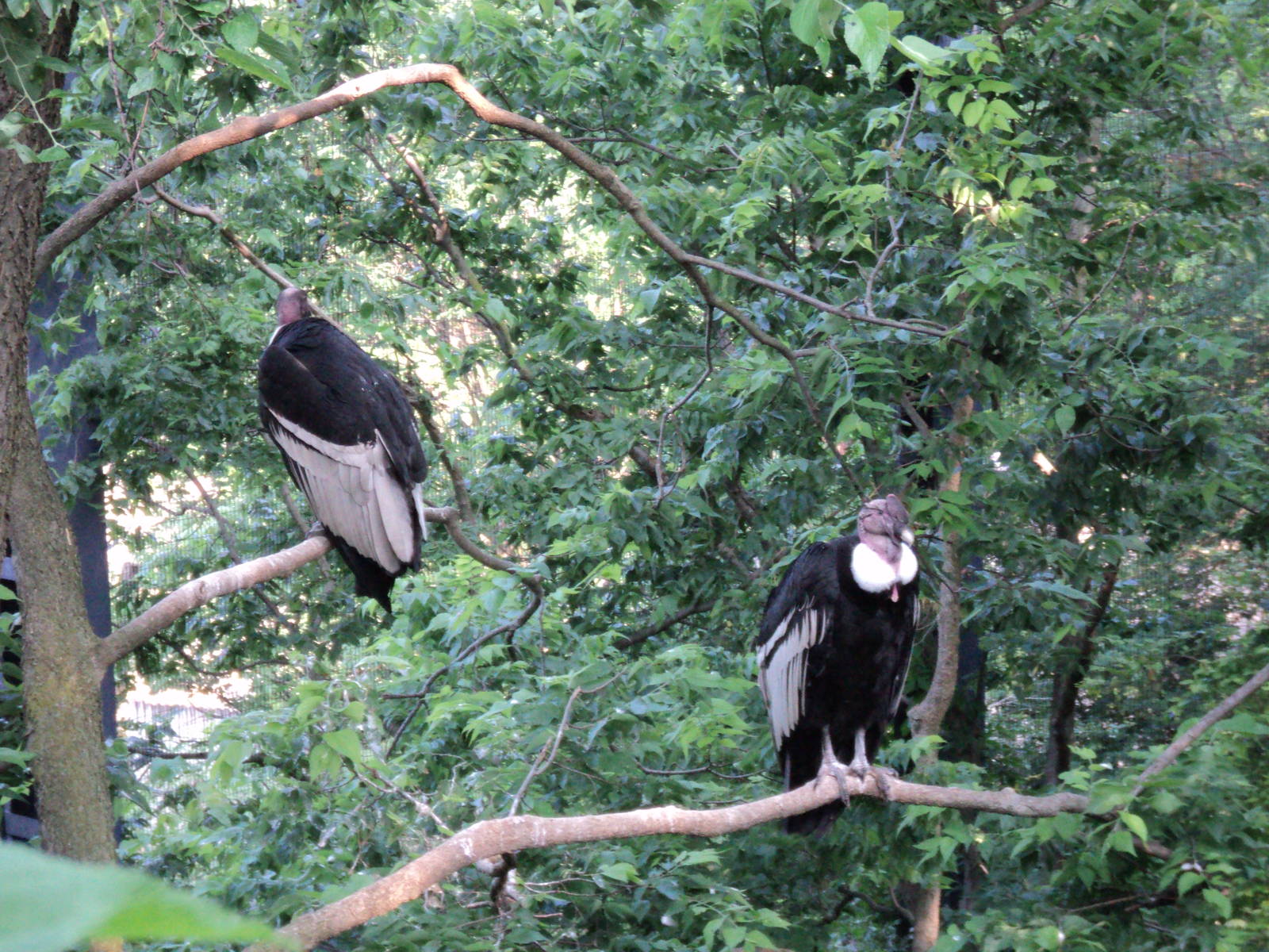 Andean Condors