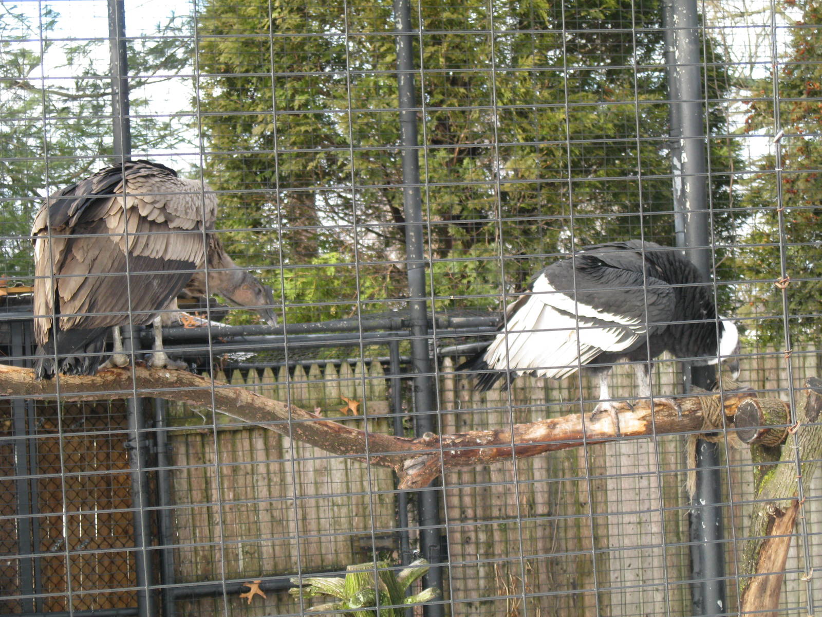 Andean Condors