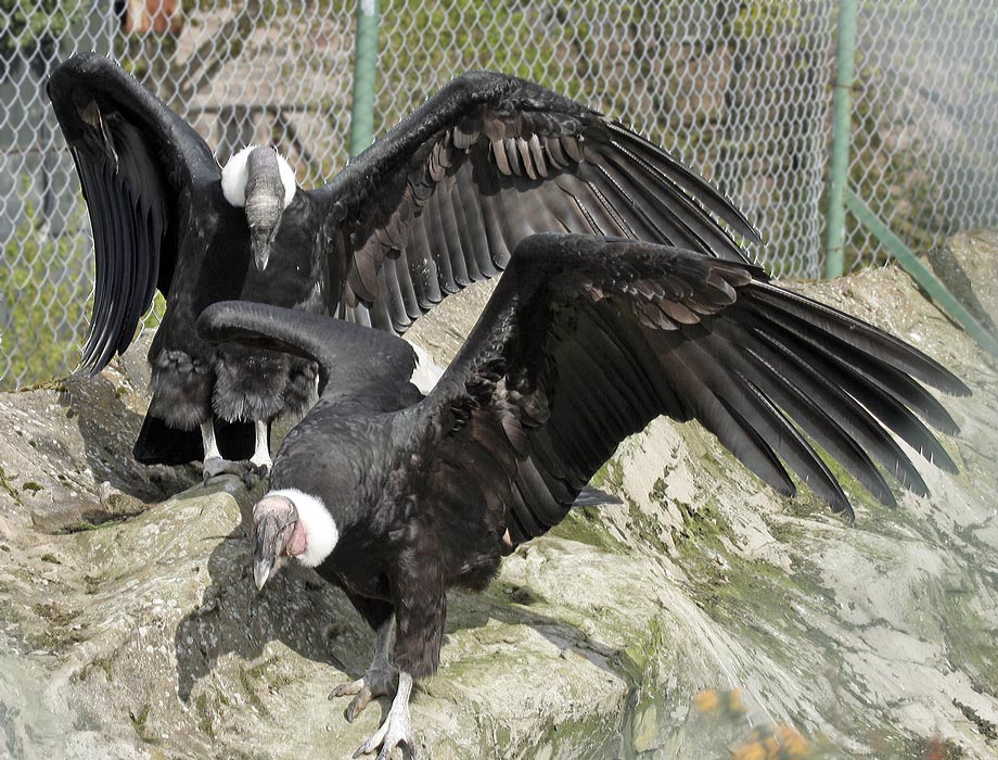 Andean condors