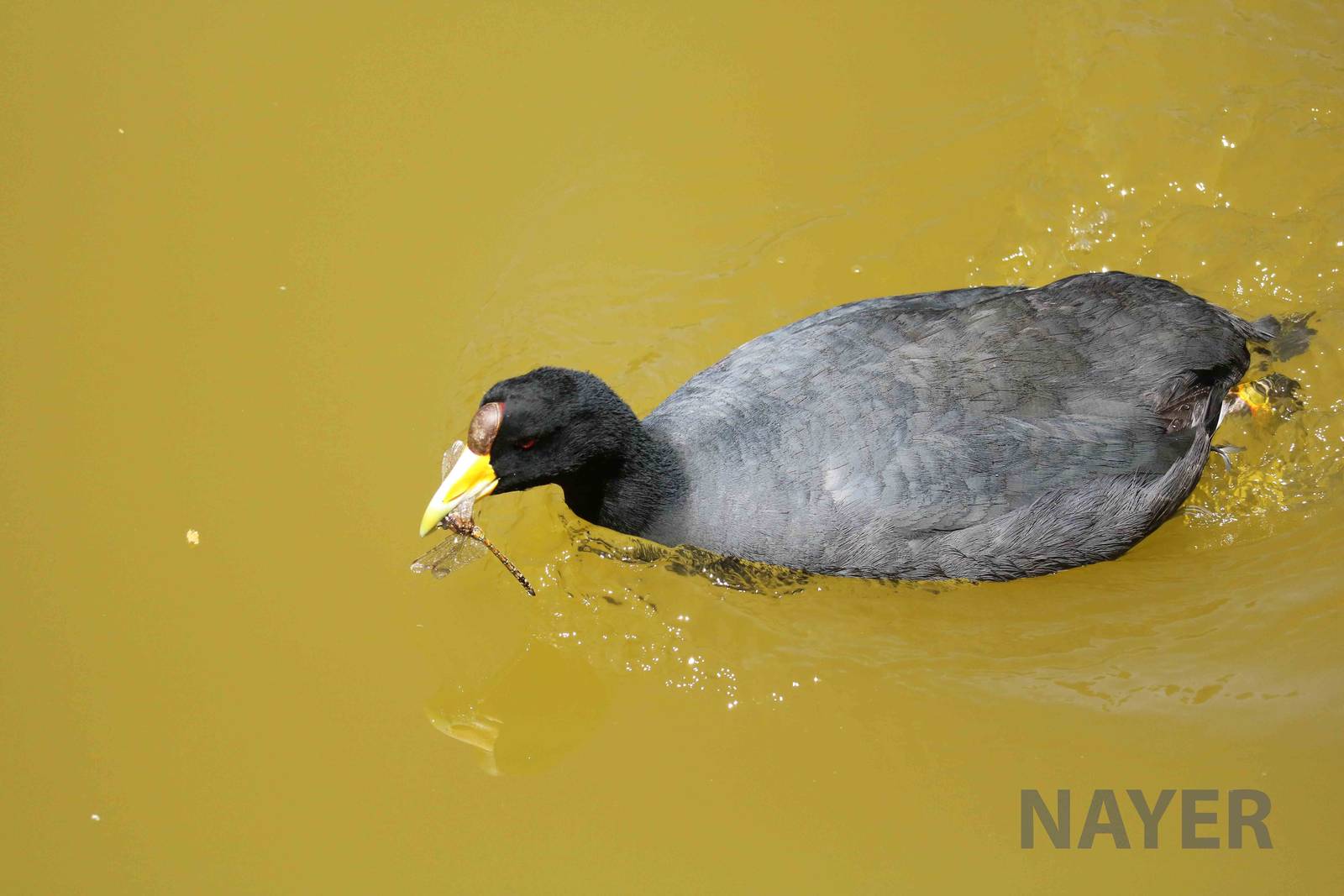 Andean coot with dragonfly, March 2016