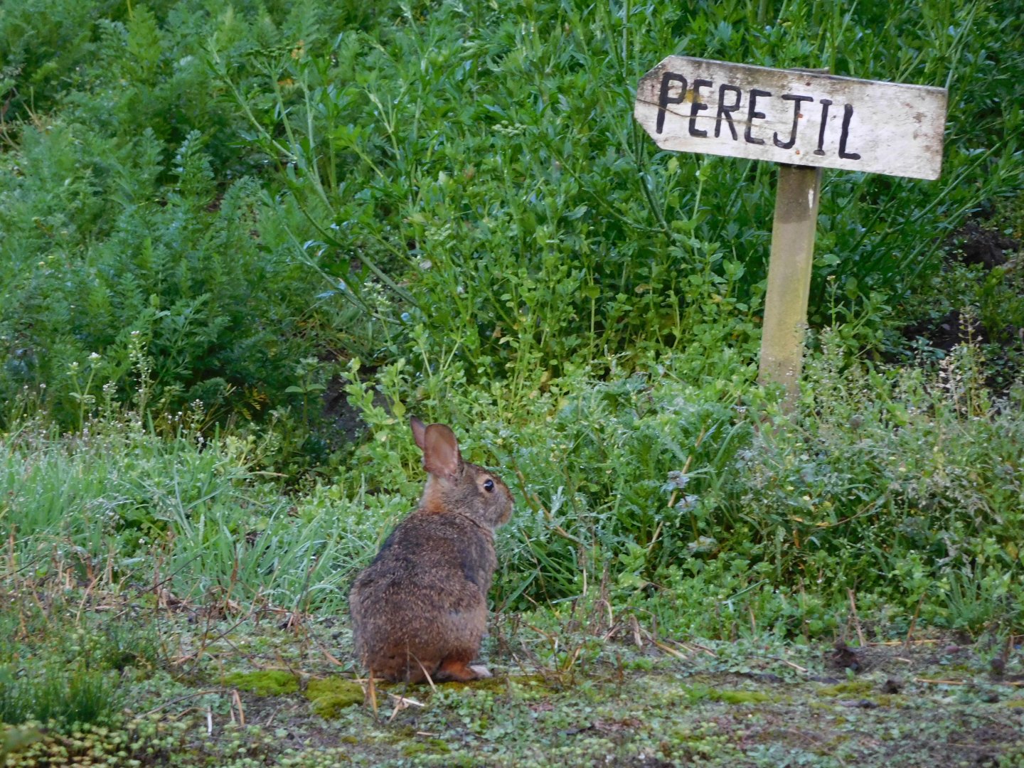 Andean Cottontail - Sylvilagus brasiliensis