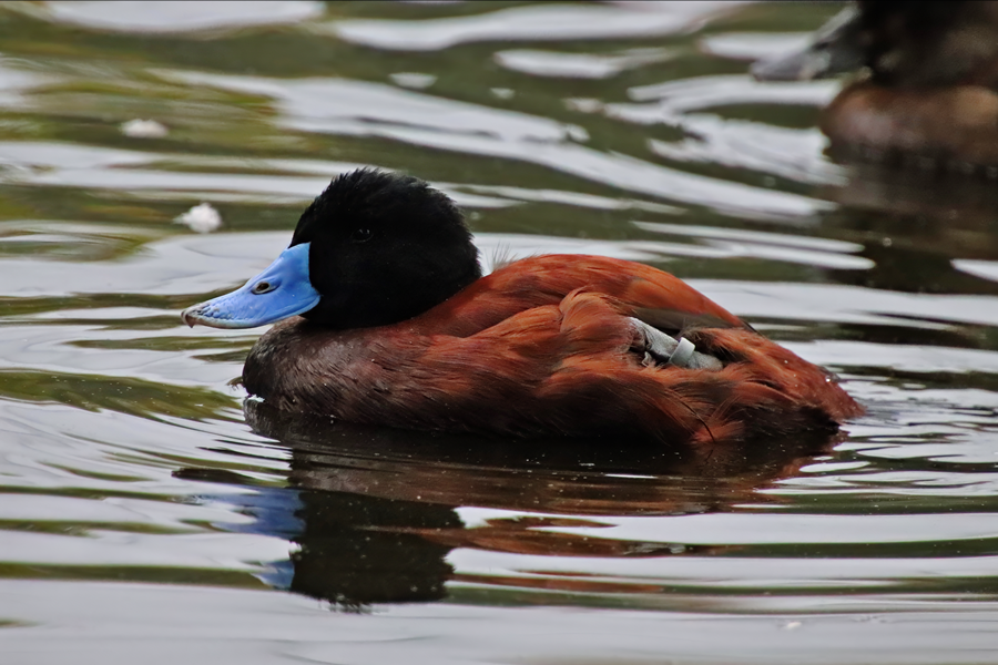 Andean duck (Oxyura ferruginea ferruginea)
