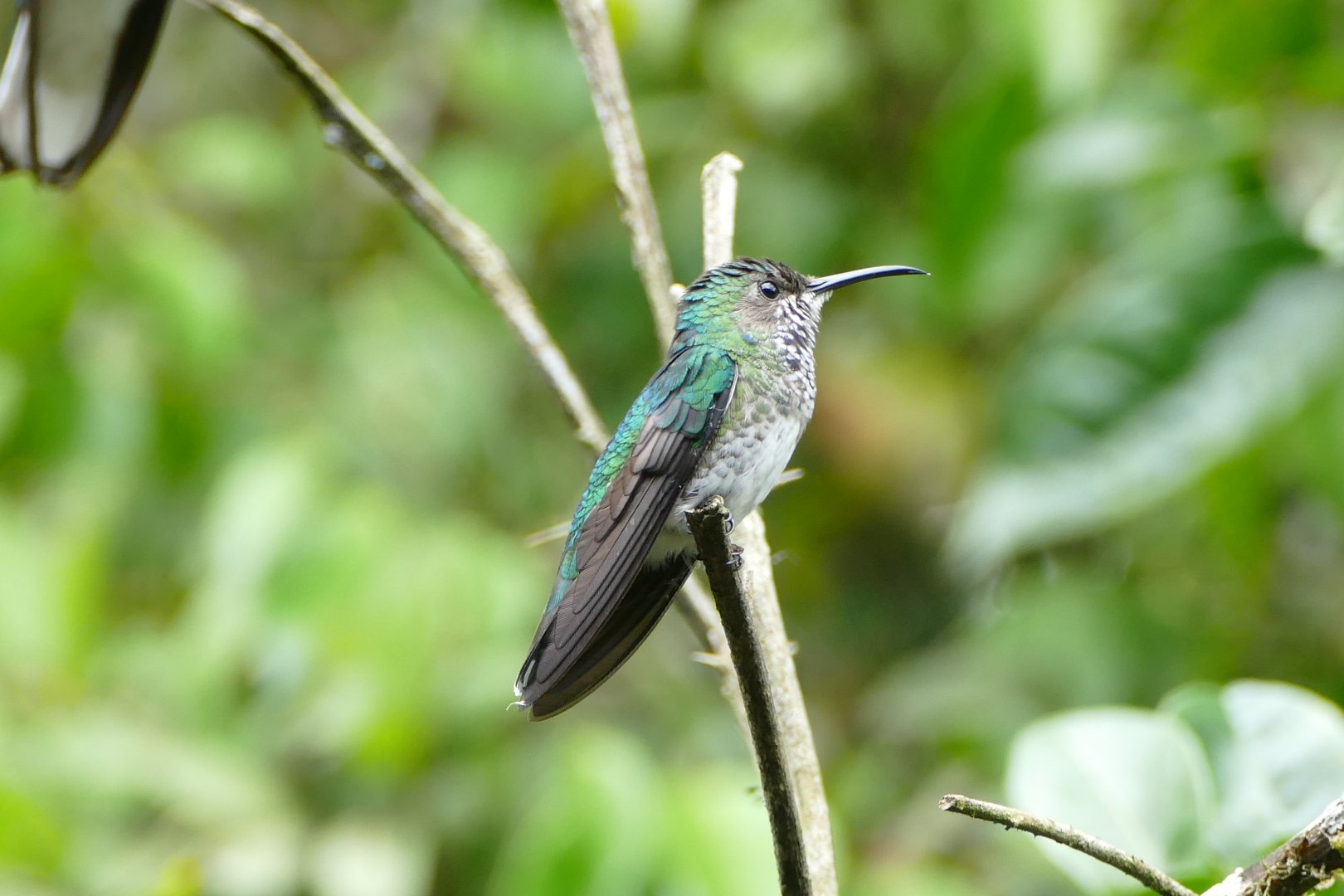 Andean emerald female