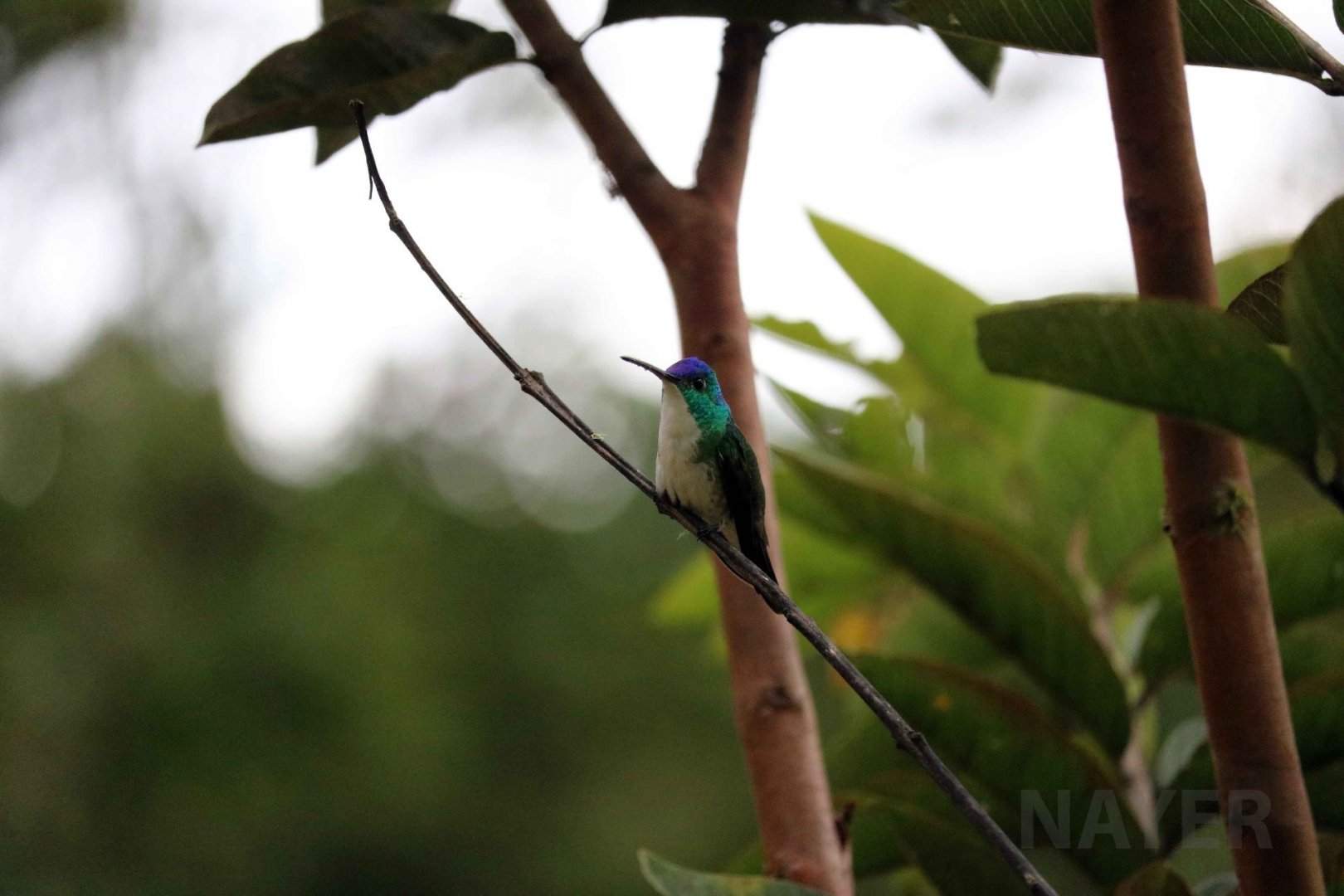 Andean emerald, May 2016