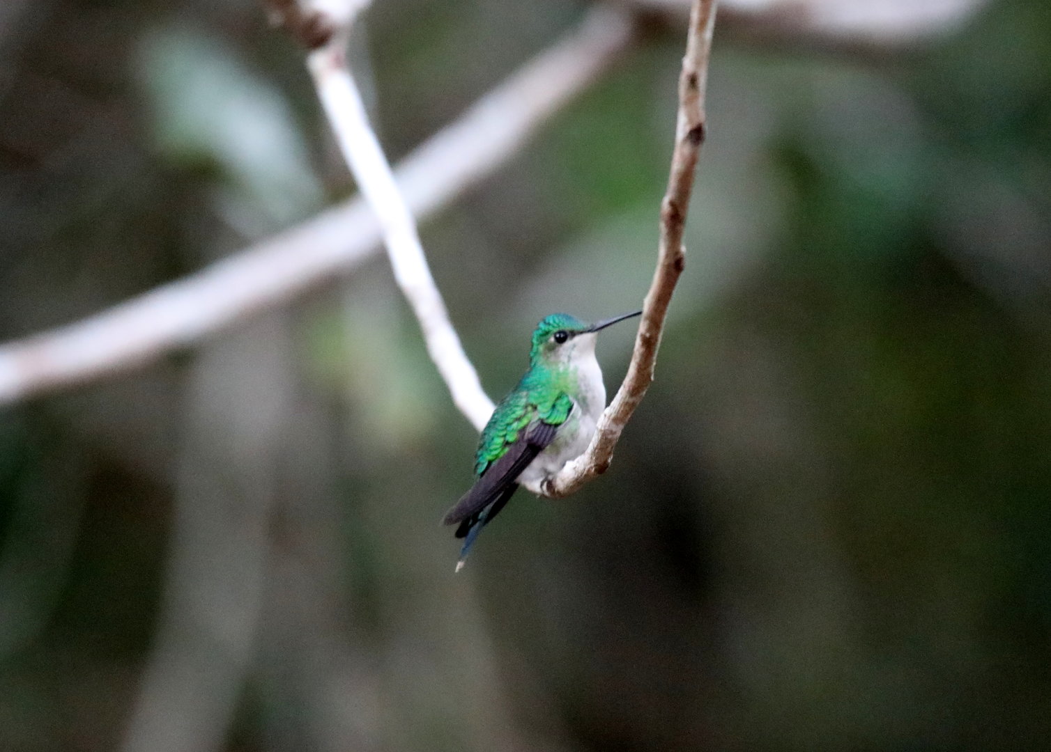 Andean emerald (Uranomitra franciae)