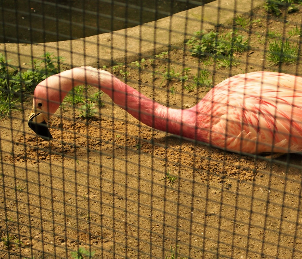 Andean flamingo - 2013