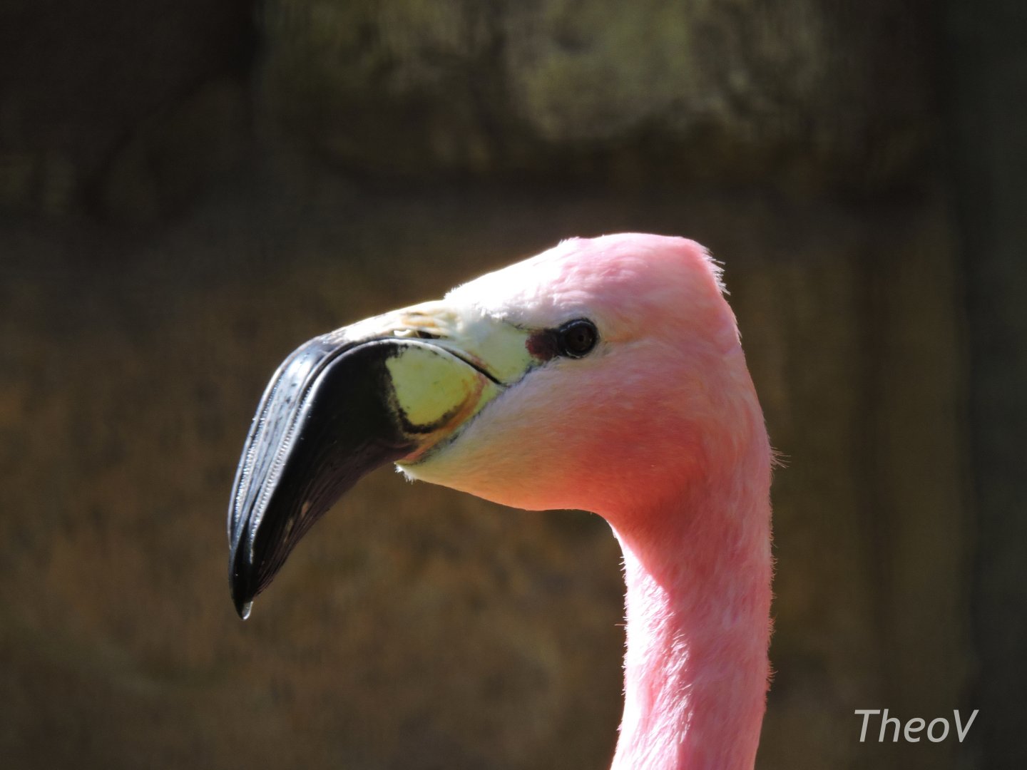 Andean flamingo [2017]