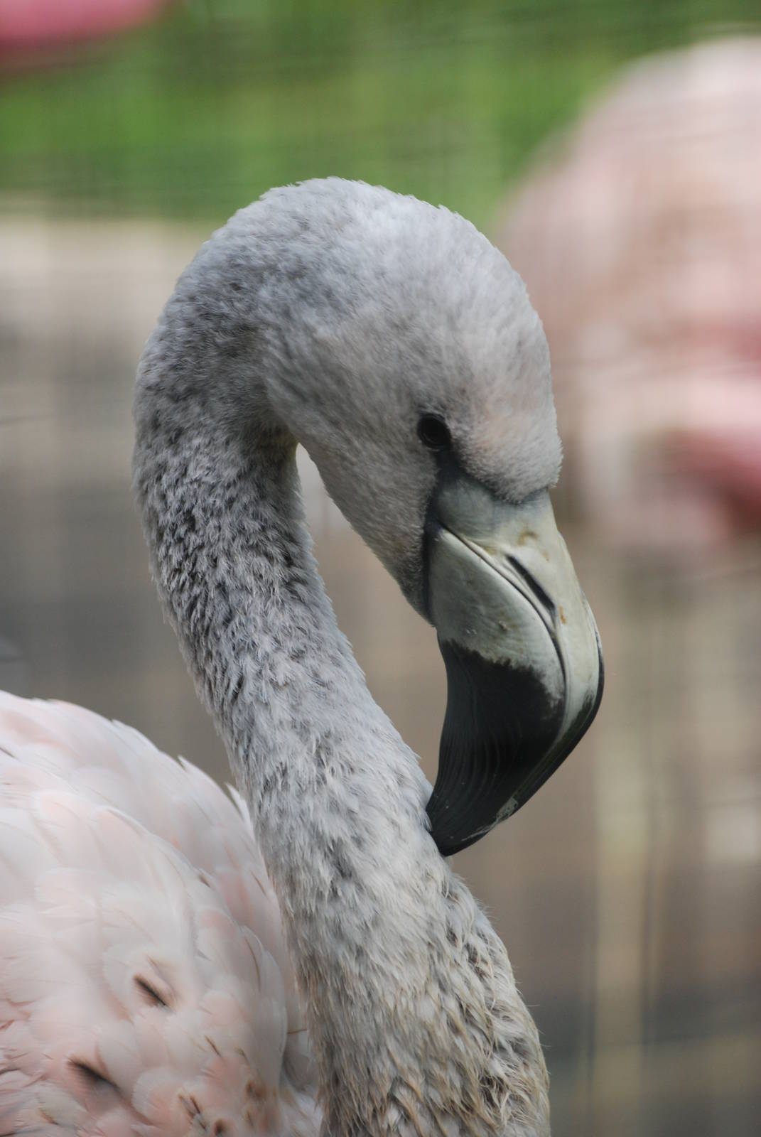 Andean Flamingo at Berlin Zoo, 31/08/11