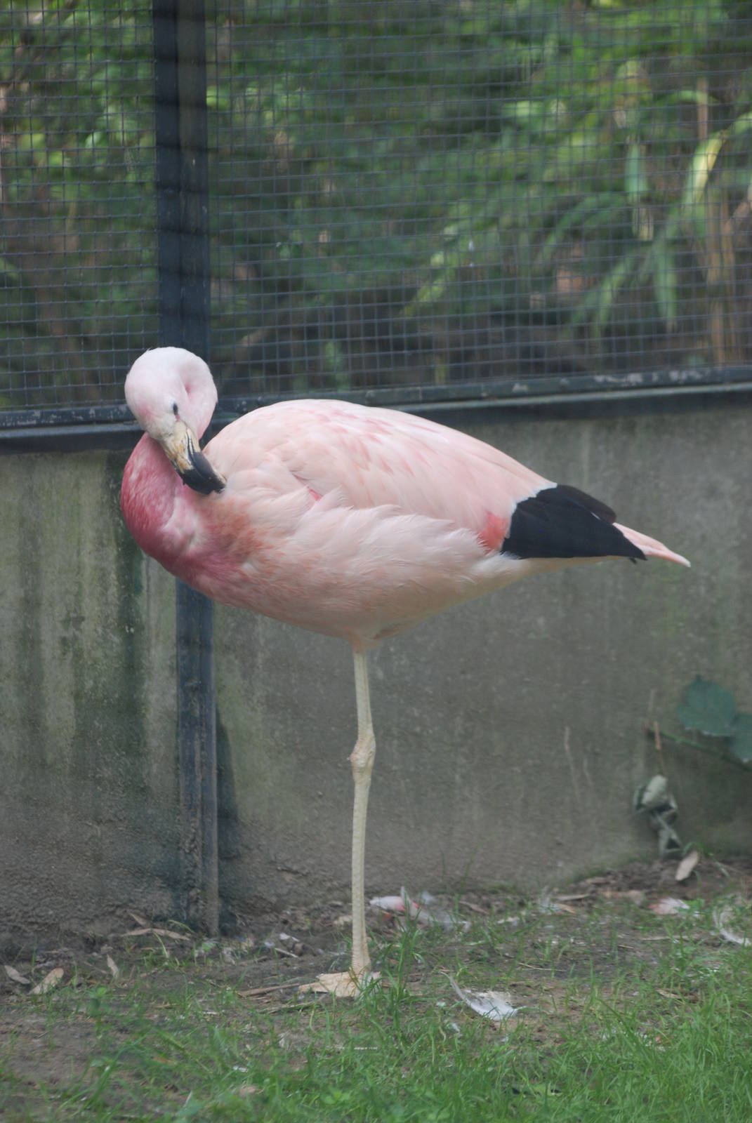 Andean Flamingo at Berlin Zoo, 31/08/11