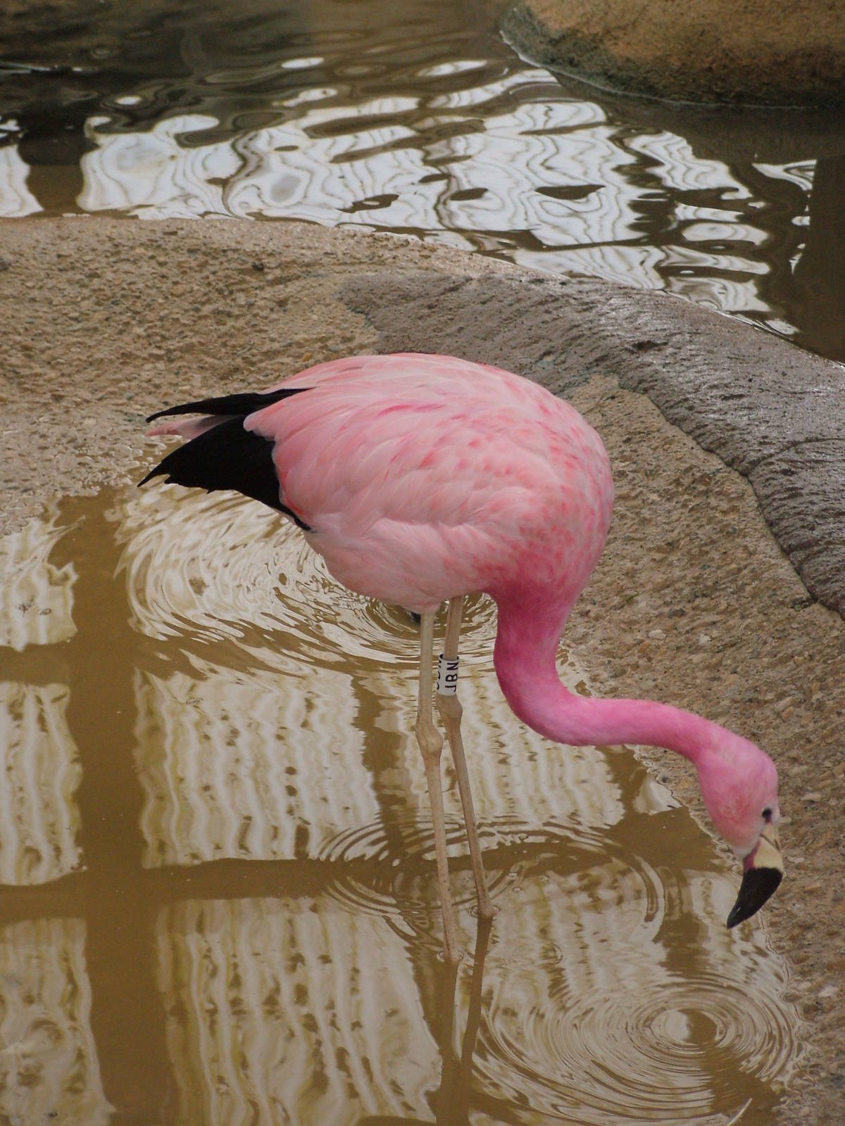 Andean Flamingo at Slimbridge 06/02/10