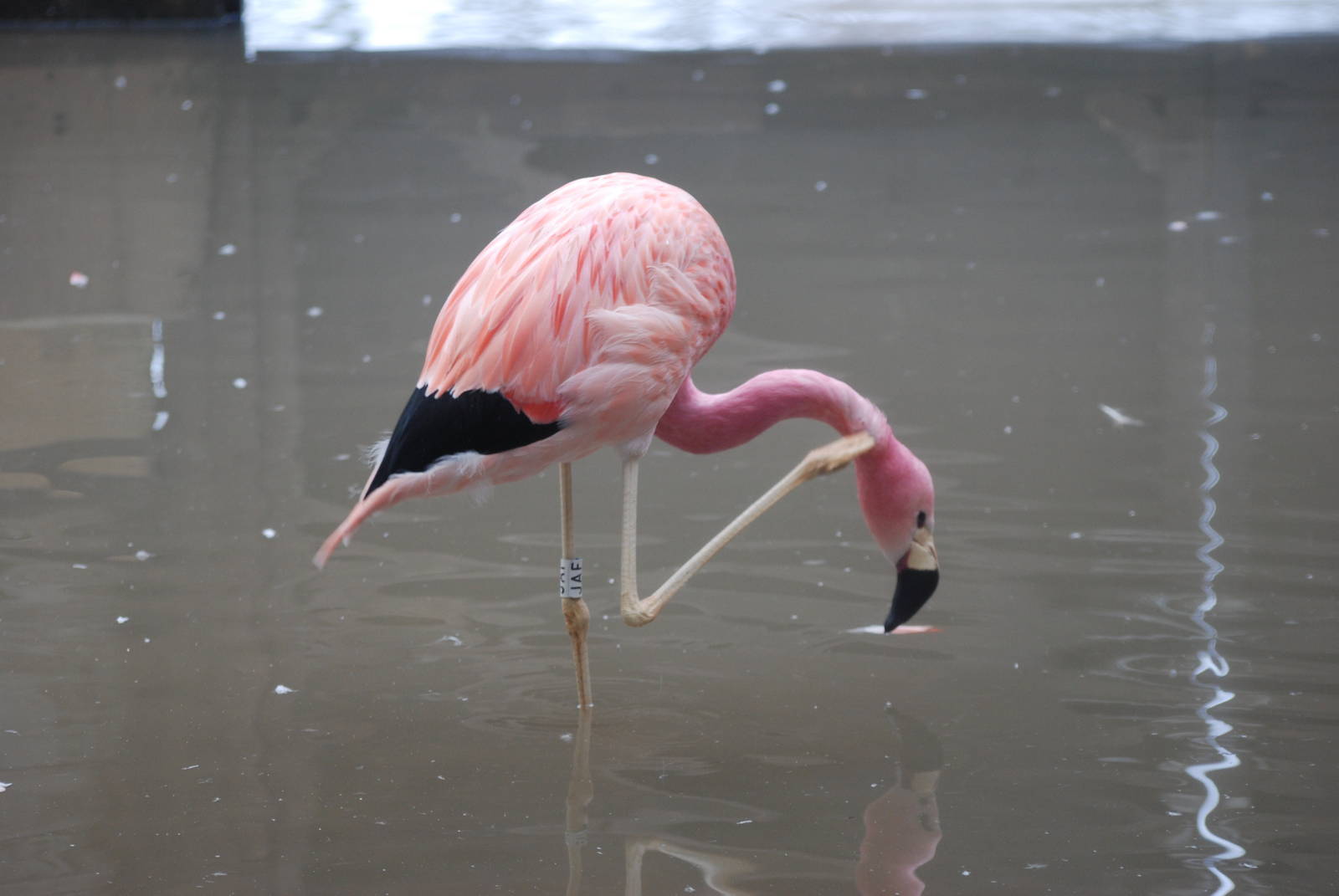 Andean Flamingo at Slimbridge, 06/02/12