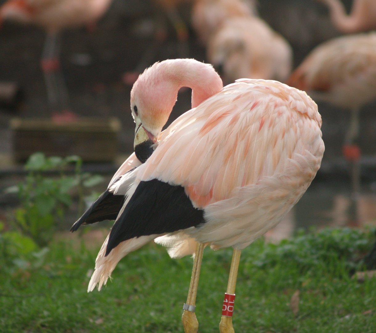 Andean flamingo (Phoenicoparrus andinus), 2006-12-31