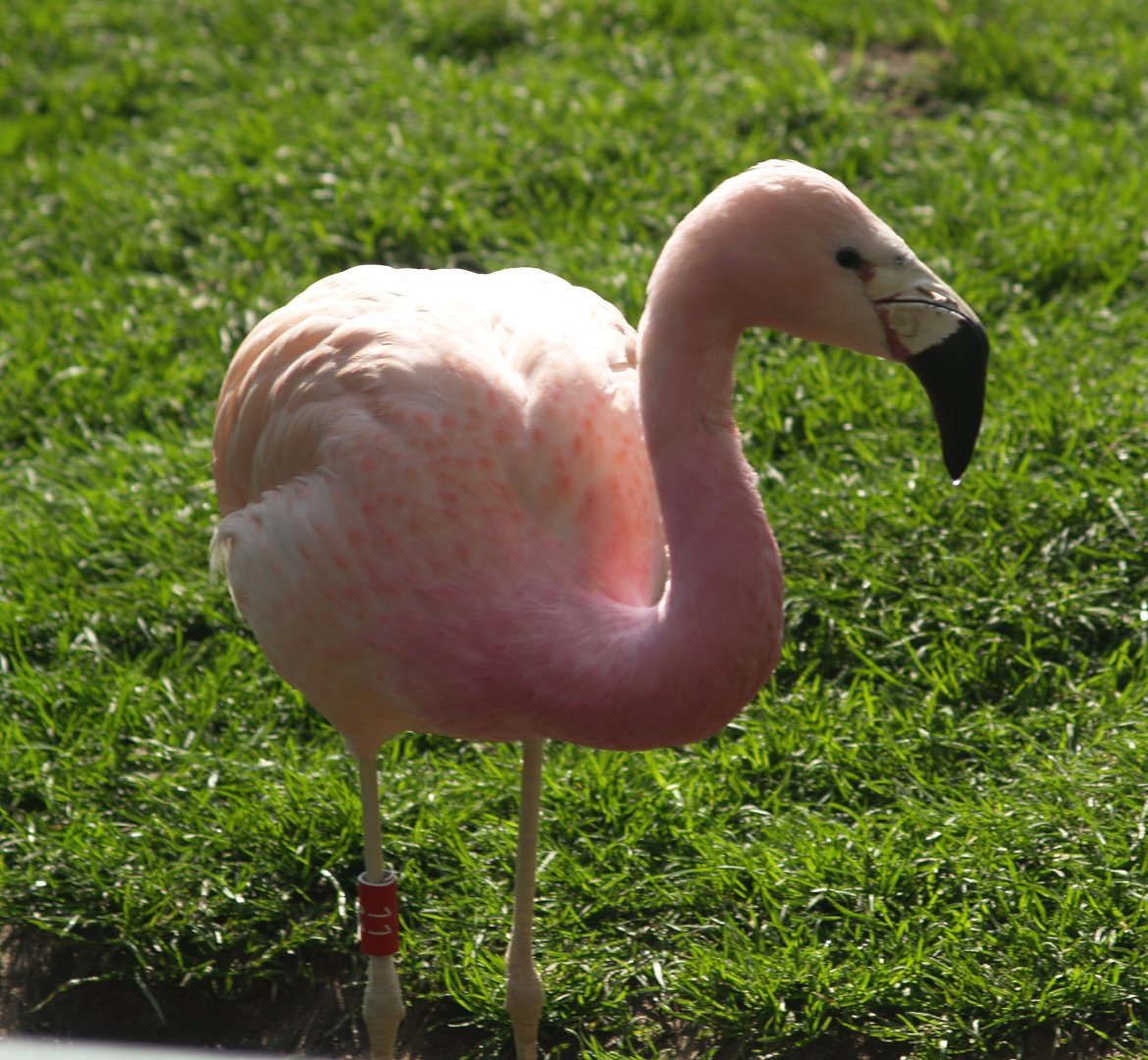 Andean flamingo (Phoenicoparrus andinus), 2008-04-06