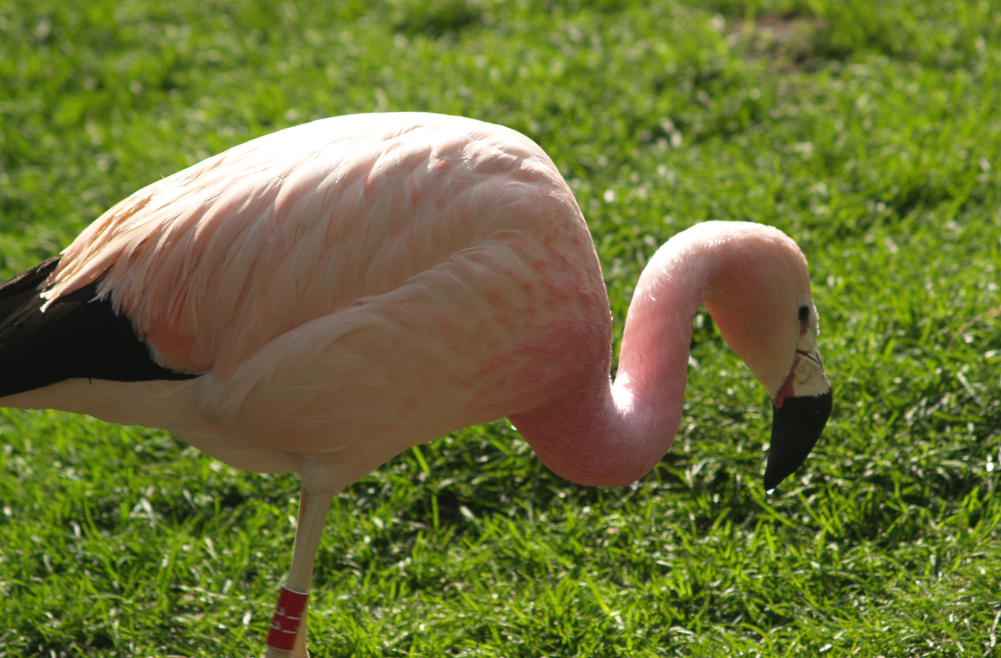 Andean flamingo (Phoenicoparrus andinus), 2008-04-06
