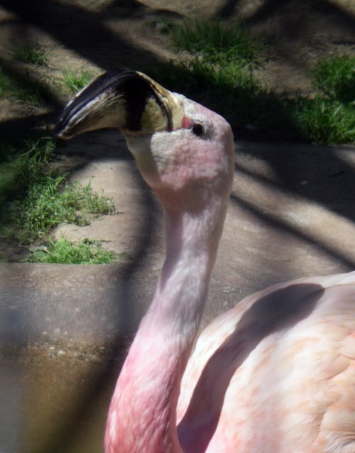 Andean Flamingo (Phoenicoparrus andinus)