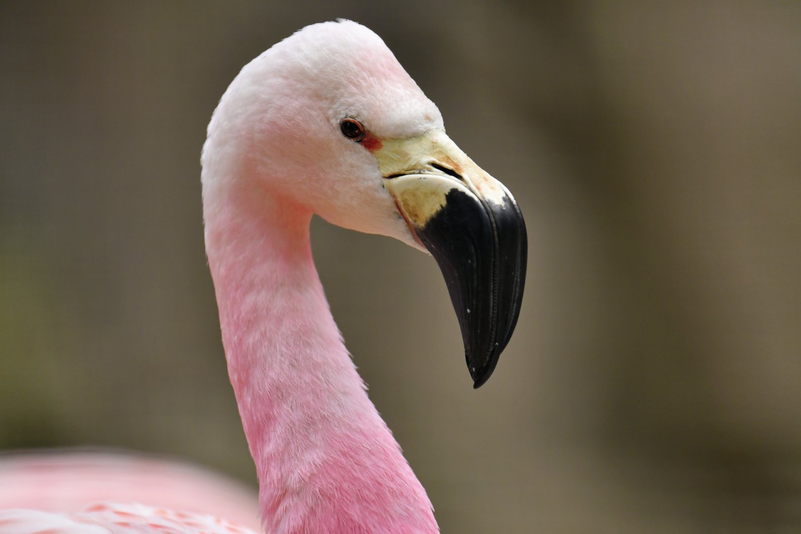 Andean flamingo (Phoenicoparrus andinus)