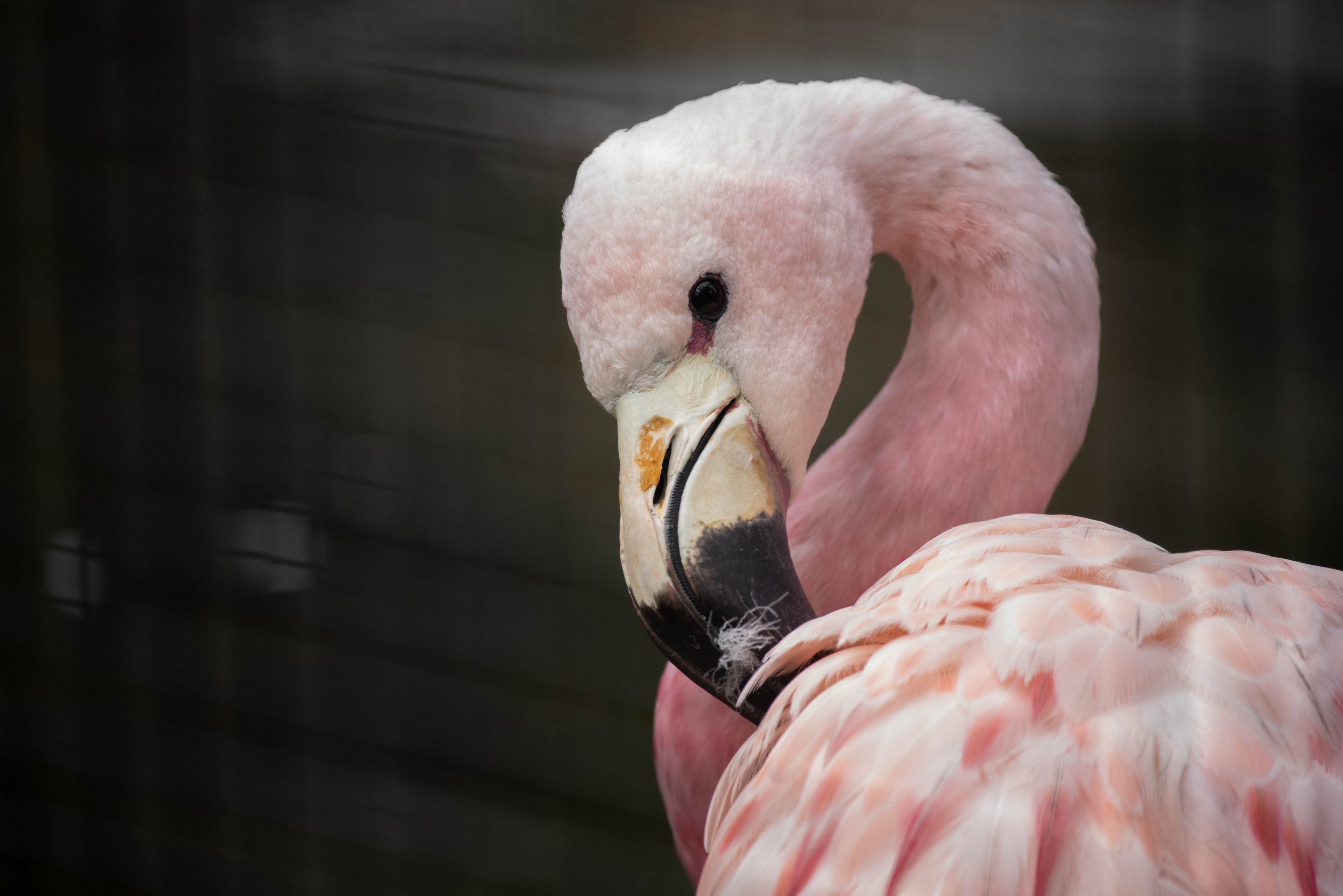 Andean flamingo - Phoenicoparrus andinus