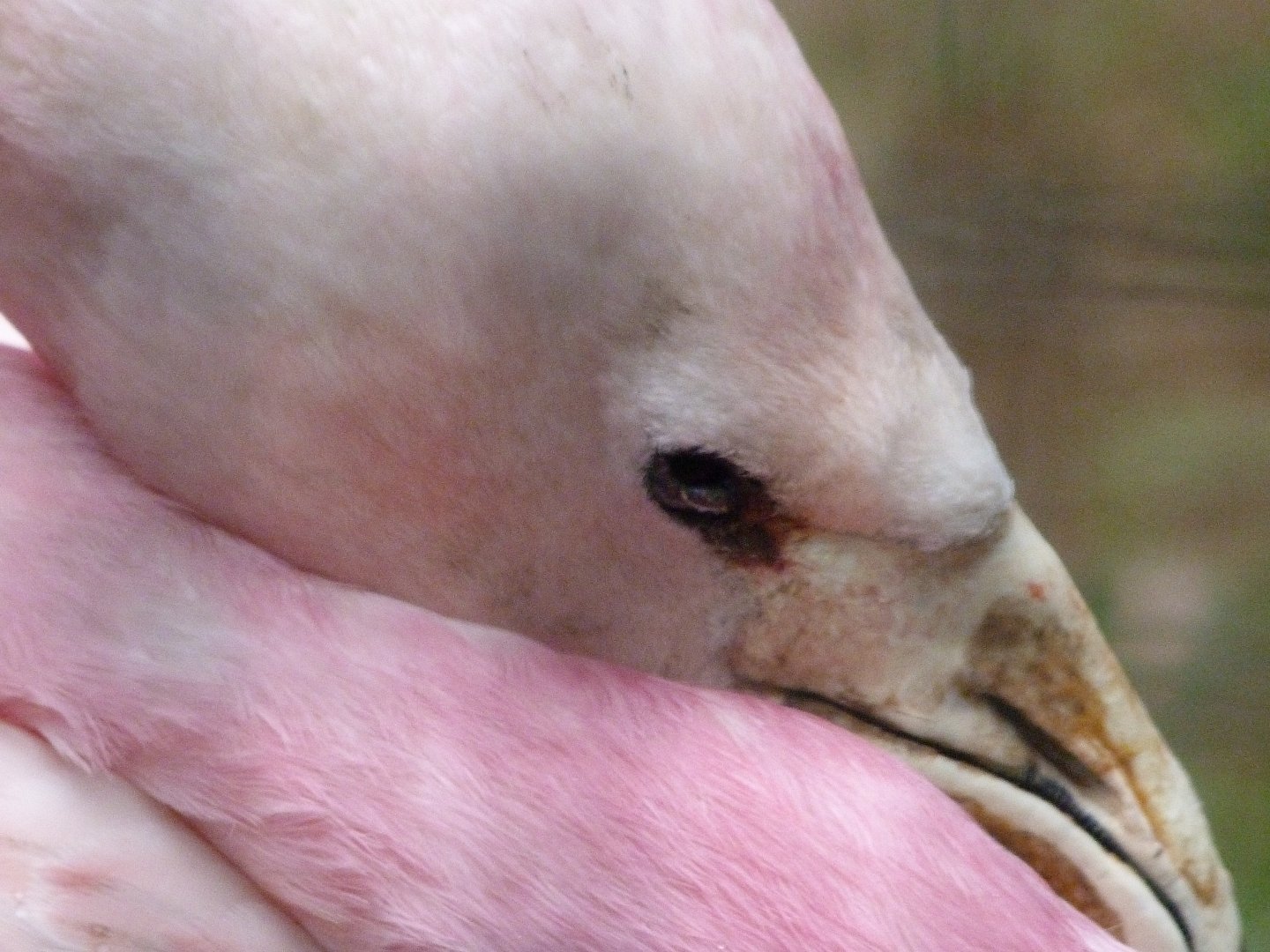Andean flamingo -Zoologischer Garten Berlin (2024)