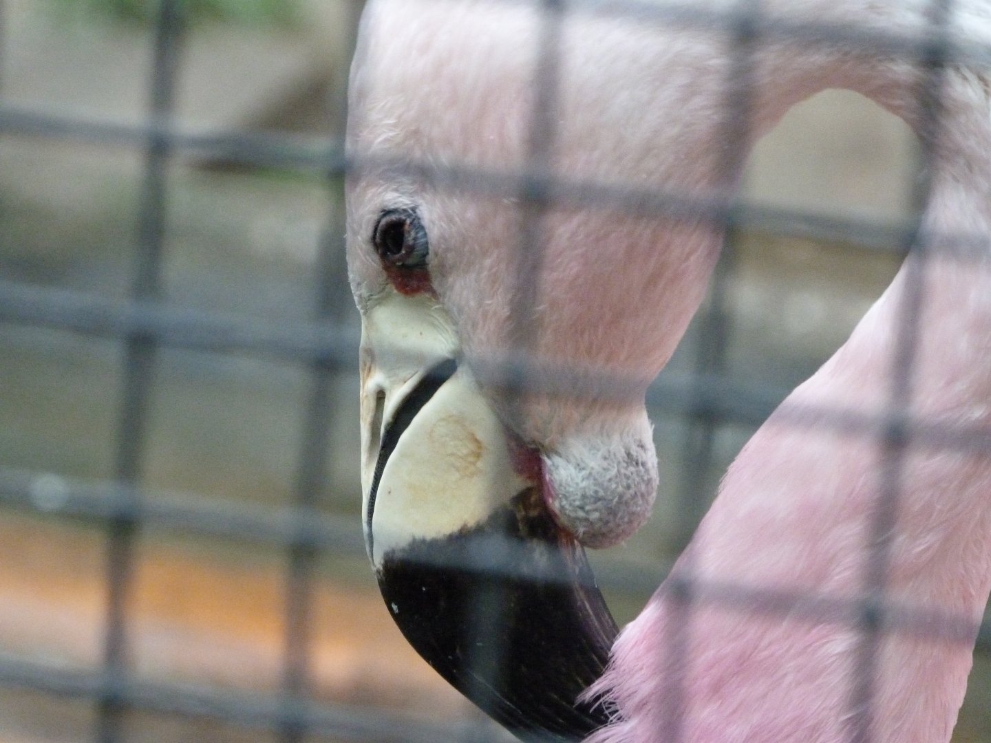 Andean flamingo -Zoologischer Garten Berlin (2024)