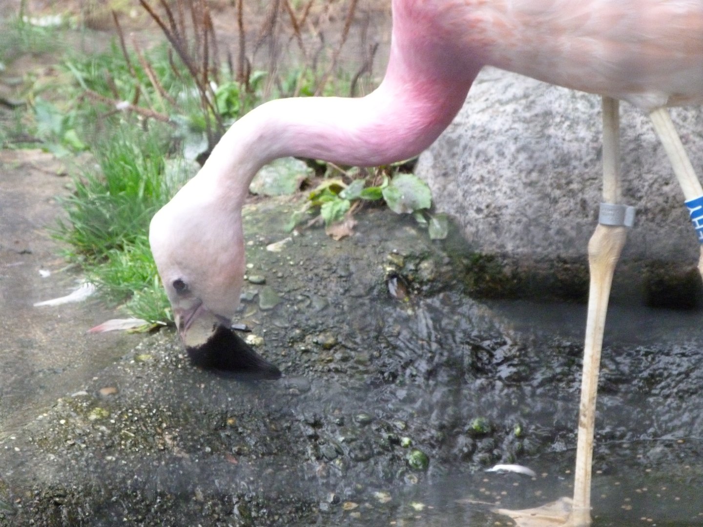 Andean flamingo -Zoologischer Garten Berlin (2024)