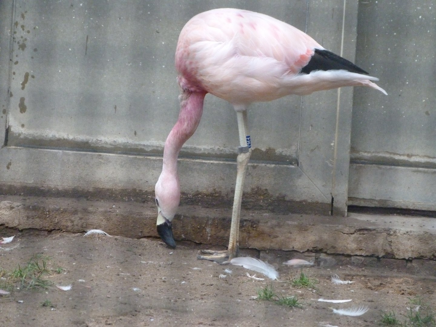 Andean flamingo -Zoologischer Garten Berlin (2024)
