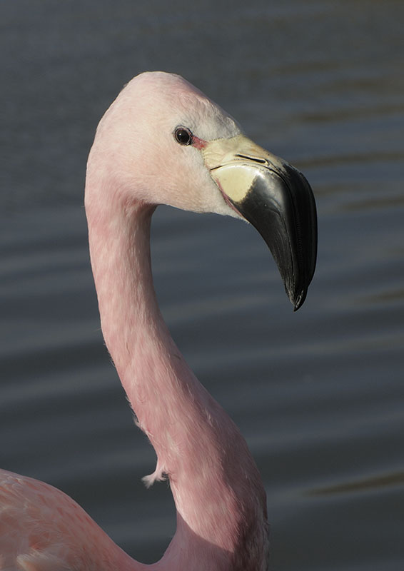 Andean flamingo