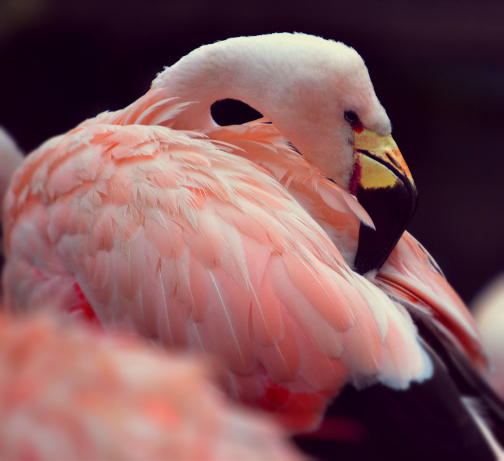 andean flamingo