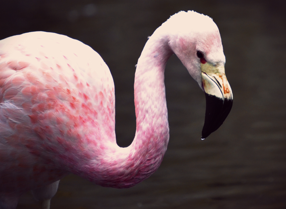 andean flamingo