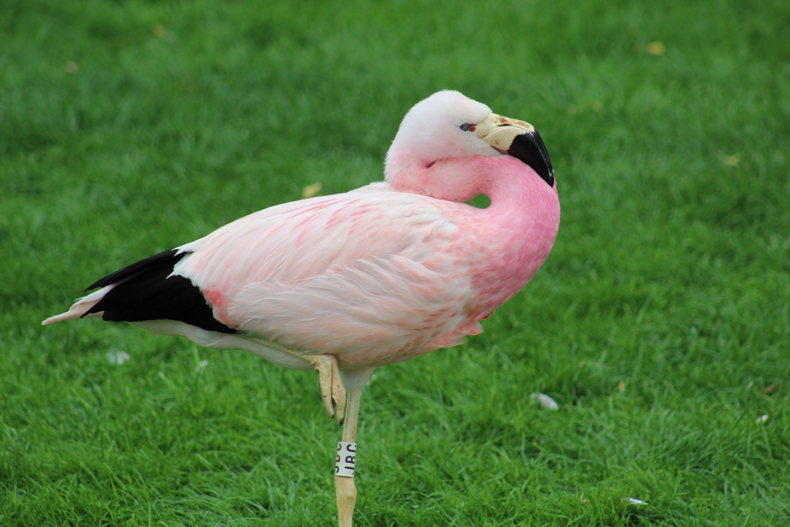 Andean Flamingo