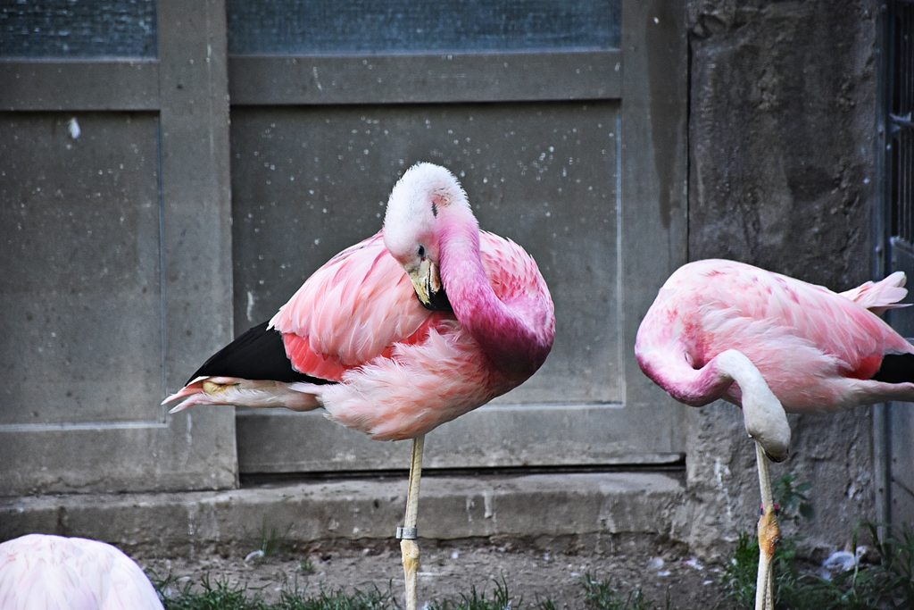 Andean flamingo