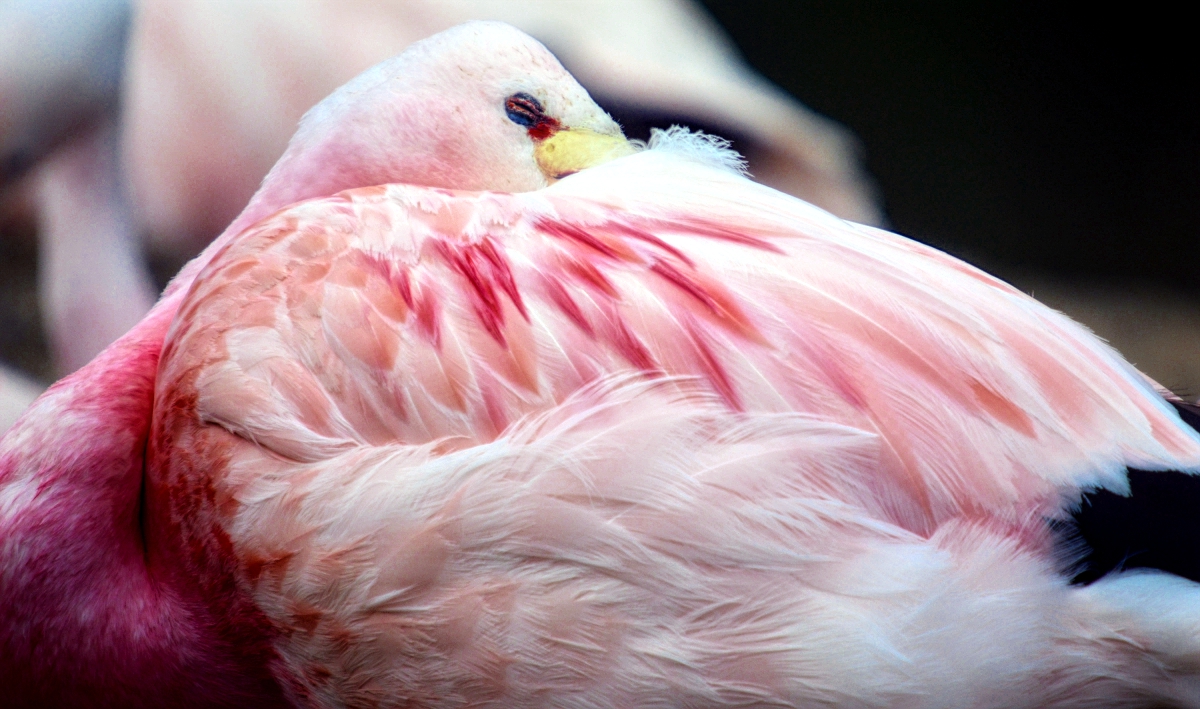 Andean flamingo