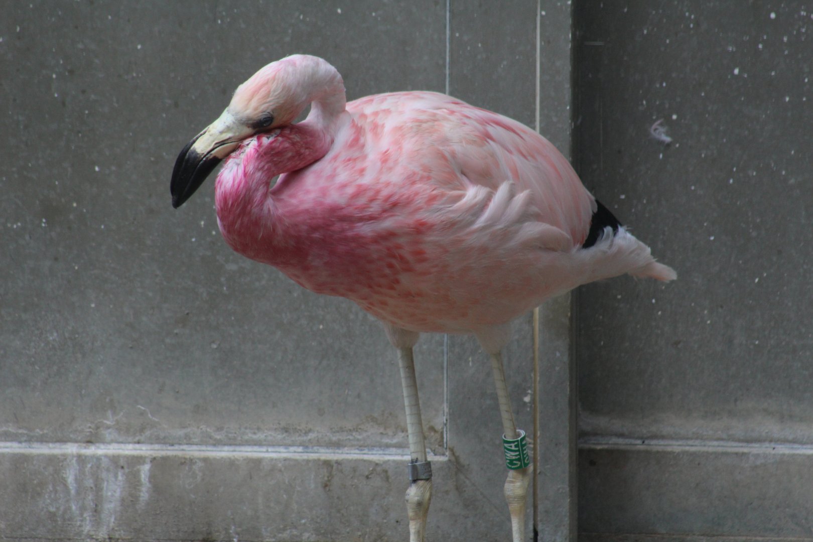 Andean Flamingo