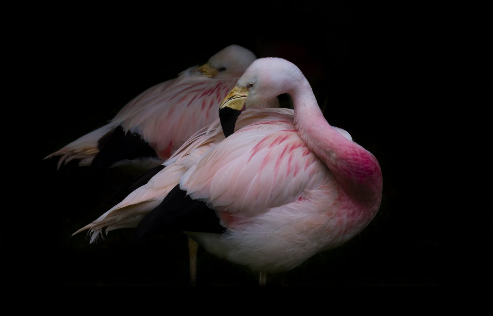 Andean flamingo