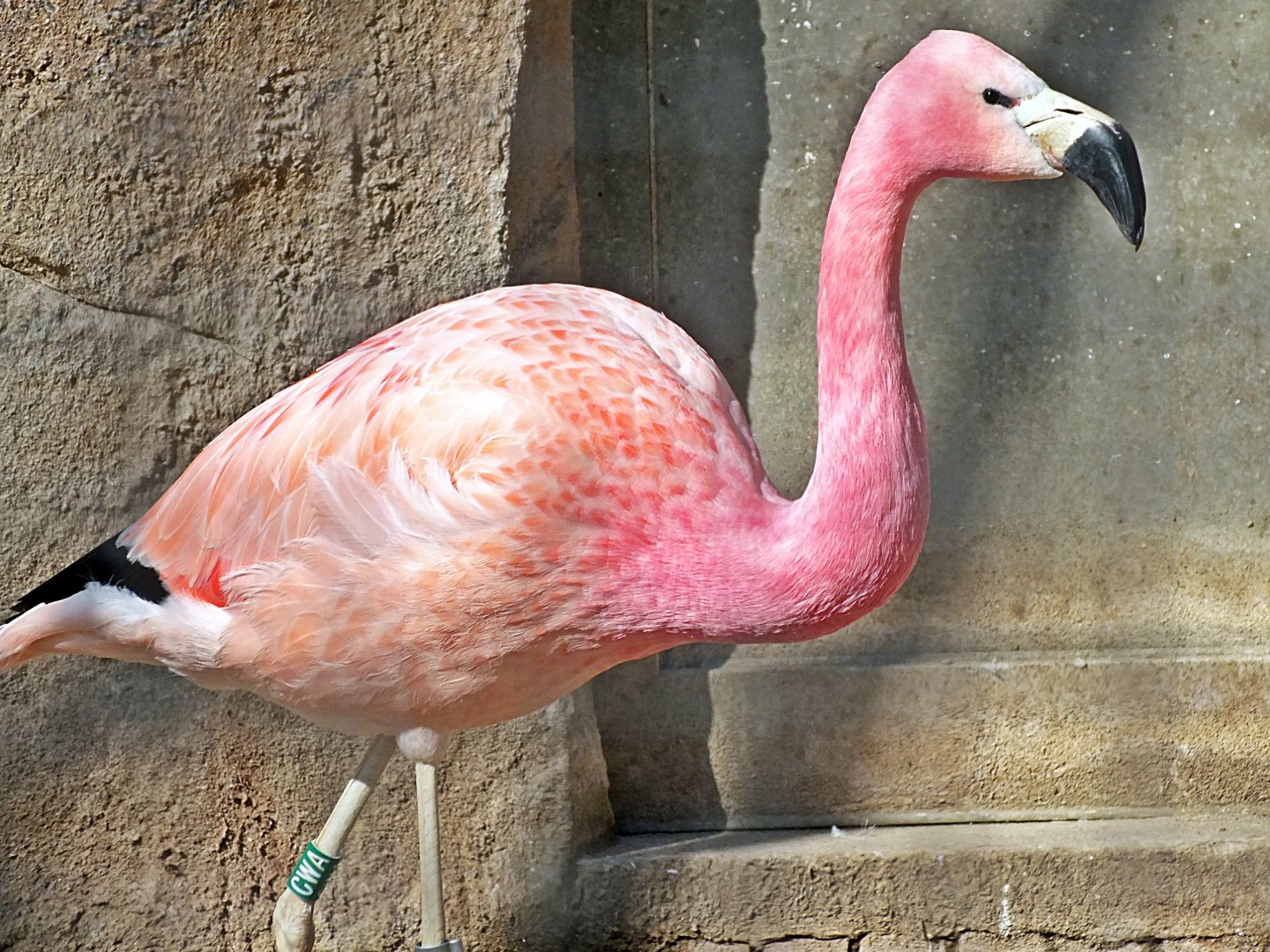 Andean flamingo