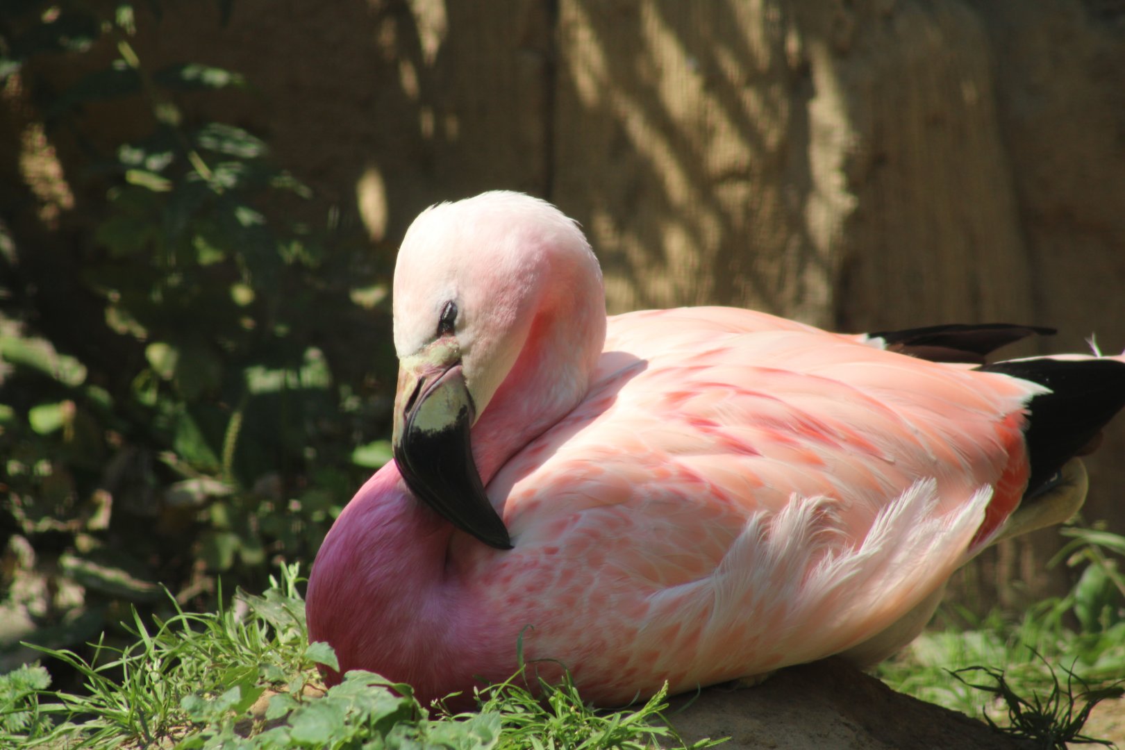 Andean Flamingo