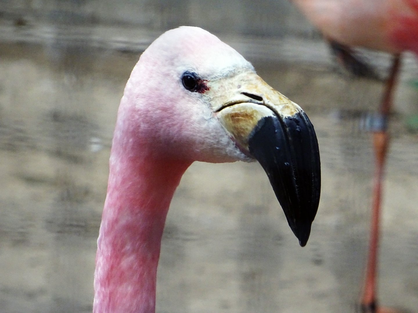 Andean Flamingo