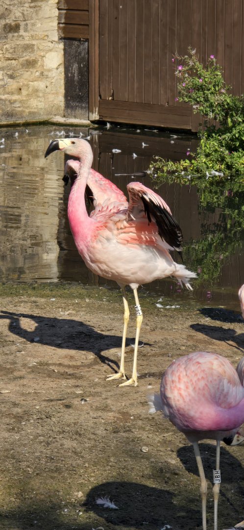 Andean flamingo